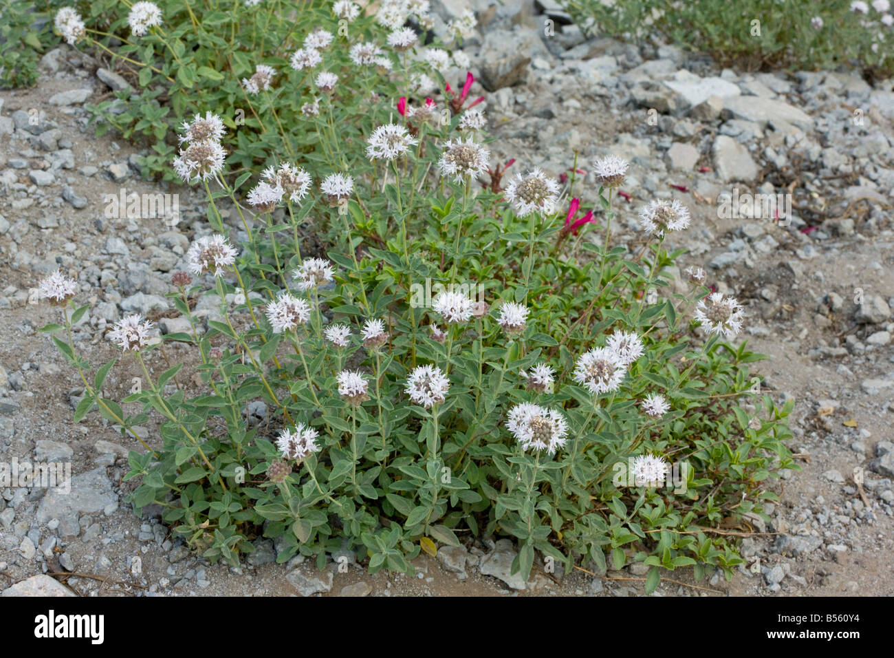 Mountain Coyote Mint or Mountain Pennyroyal Monardella odoratissima very aromatic subshrub sometimes used as a tea Stock Photo