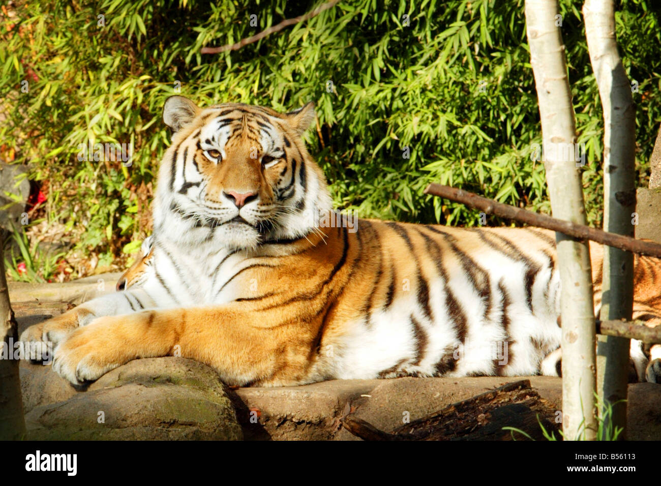 A Bengal Tiger relaxing on a sunny day Stock Photo - Alamy