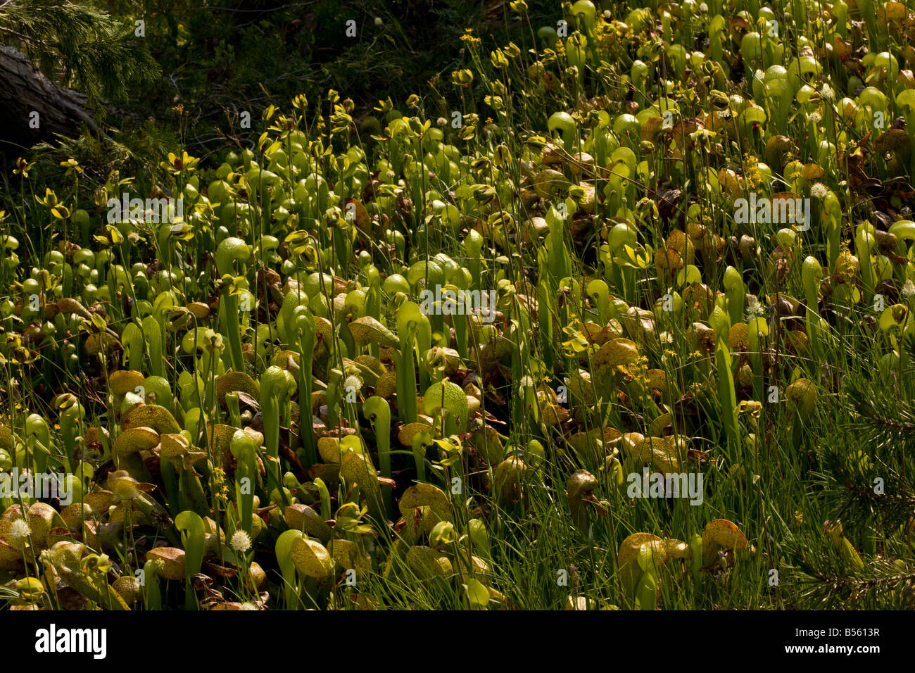 An insectivorous plant Cobra Lily Darlingtonia californica in the Klamath Mountains North California Stock Photo