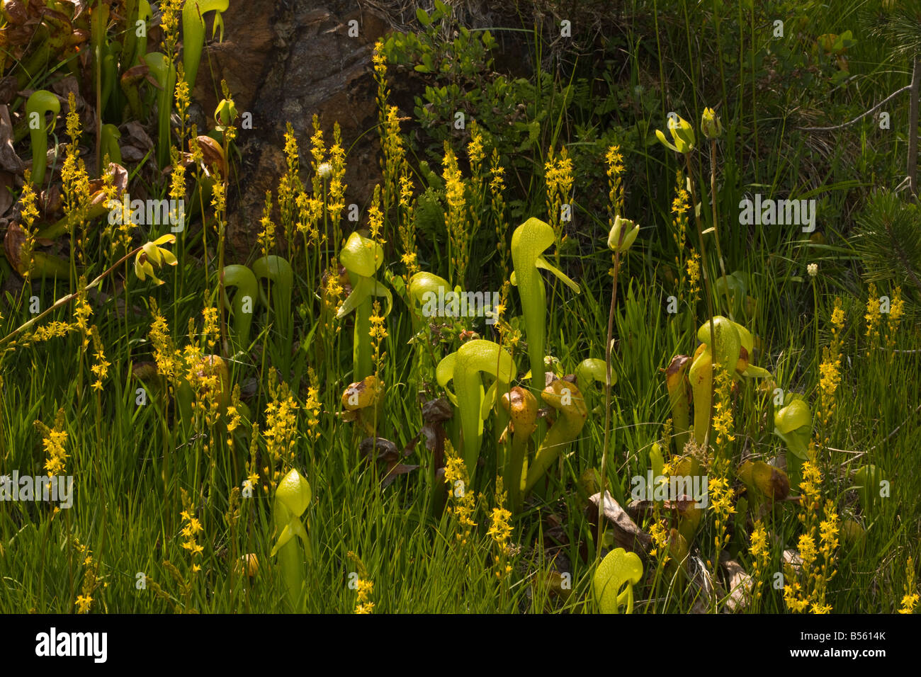 insectivorous plant Cobra Lily Darlingtonia californica with bog asphodel Narthecium californicum Klamath Mountains California Stock Photo
