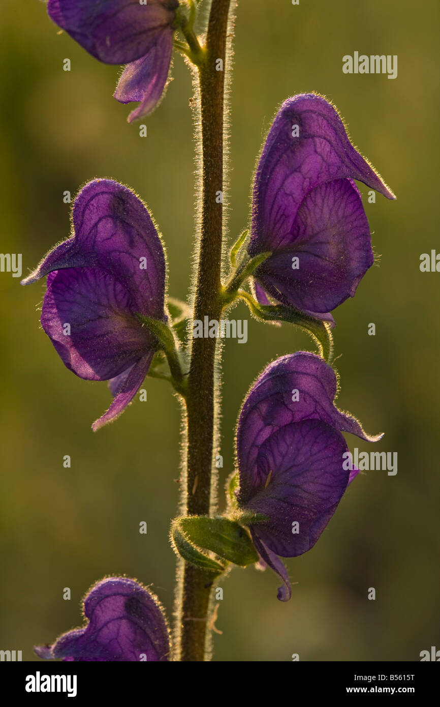 Mountain monkshood hi-res stock photography and images - Alamy