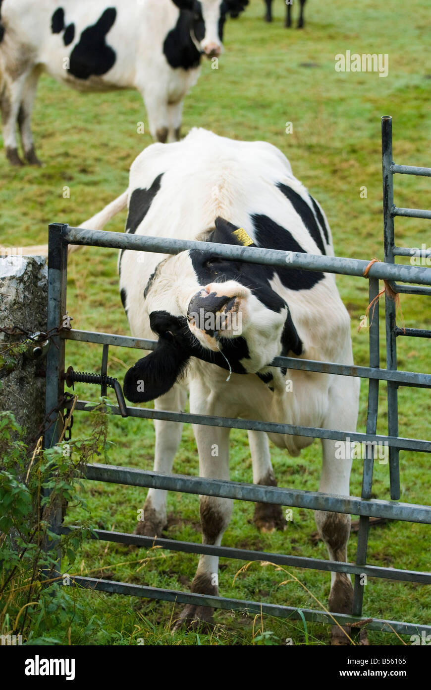 cow with head stuck in metal farm gate Stock Photo Alamy