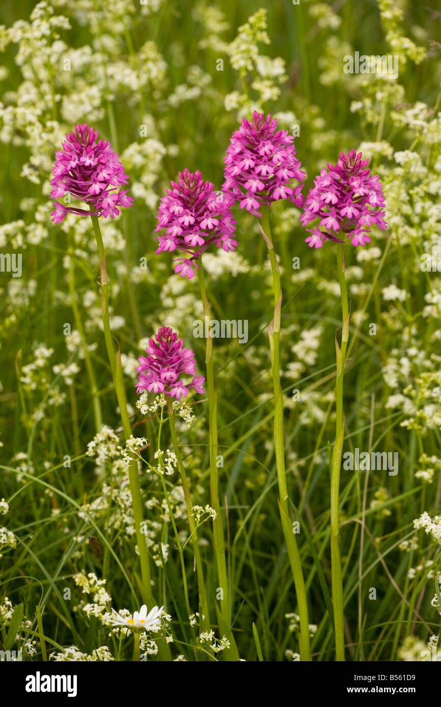 Pyramidal Orchid Anacamptis pyramidalis in flowery meadow Dordogne ...