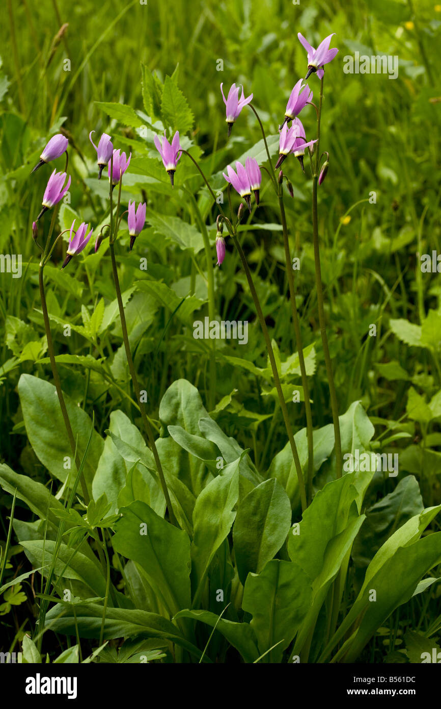 Jeffrey's Shooting Star Dodecatheon jeffreyi in wet meadow South Sisters Mountain Cascades Oregon Stock Photo