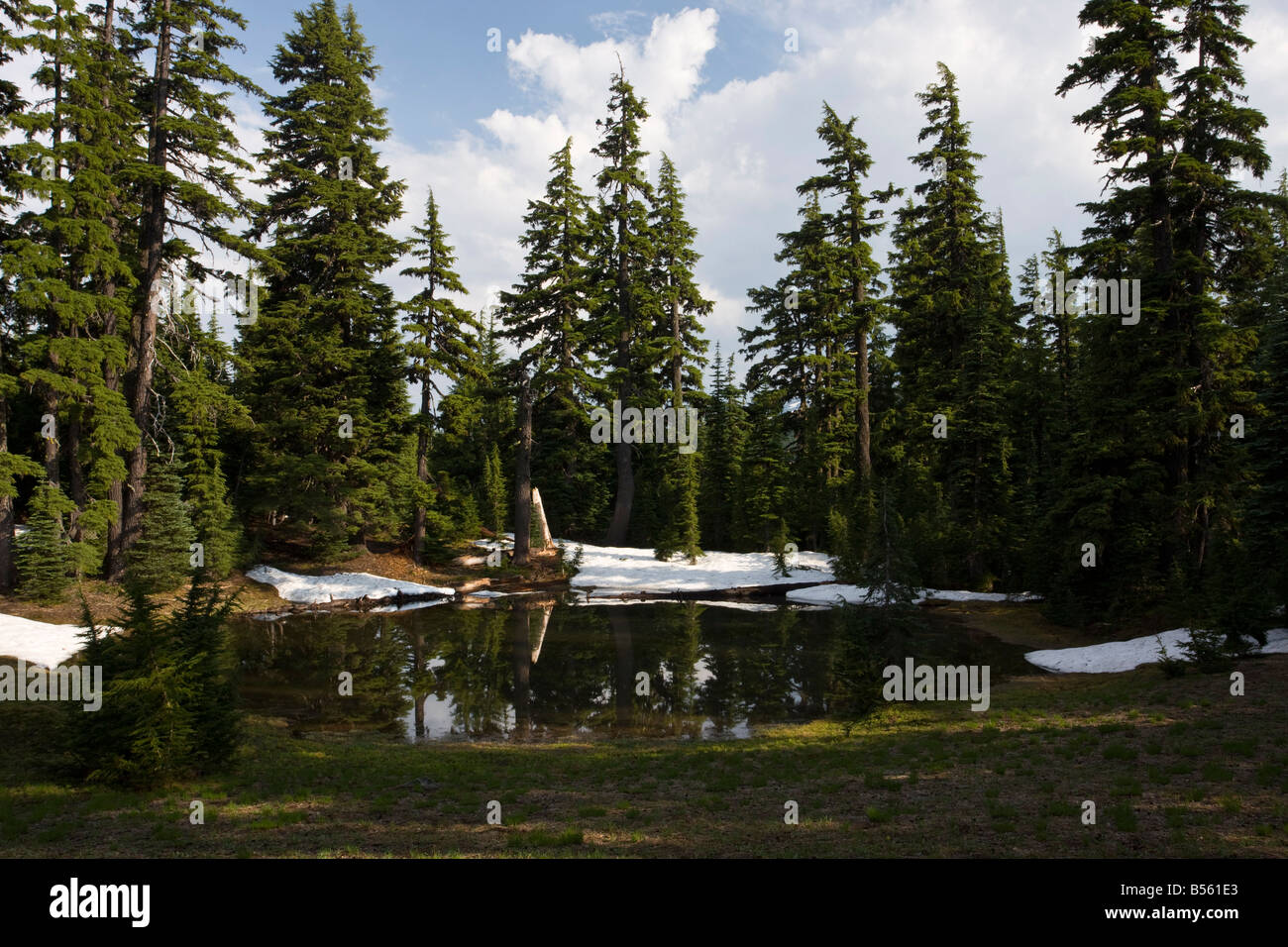 Mountain Hemlock Tsuga mertensiana by mountain lake near Sisters Cascade Mountains Oregon Stock Photo