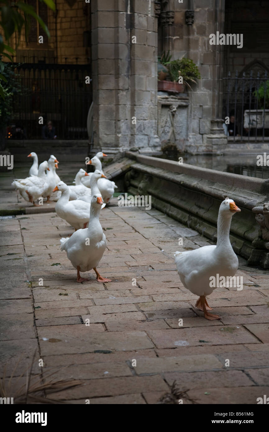 Geese in the Cloisters of the Cathedral in Barcelona Stock Photo