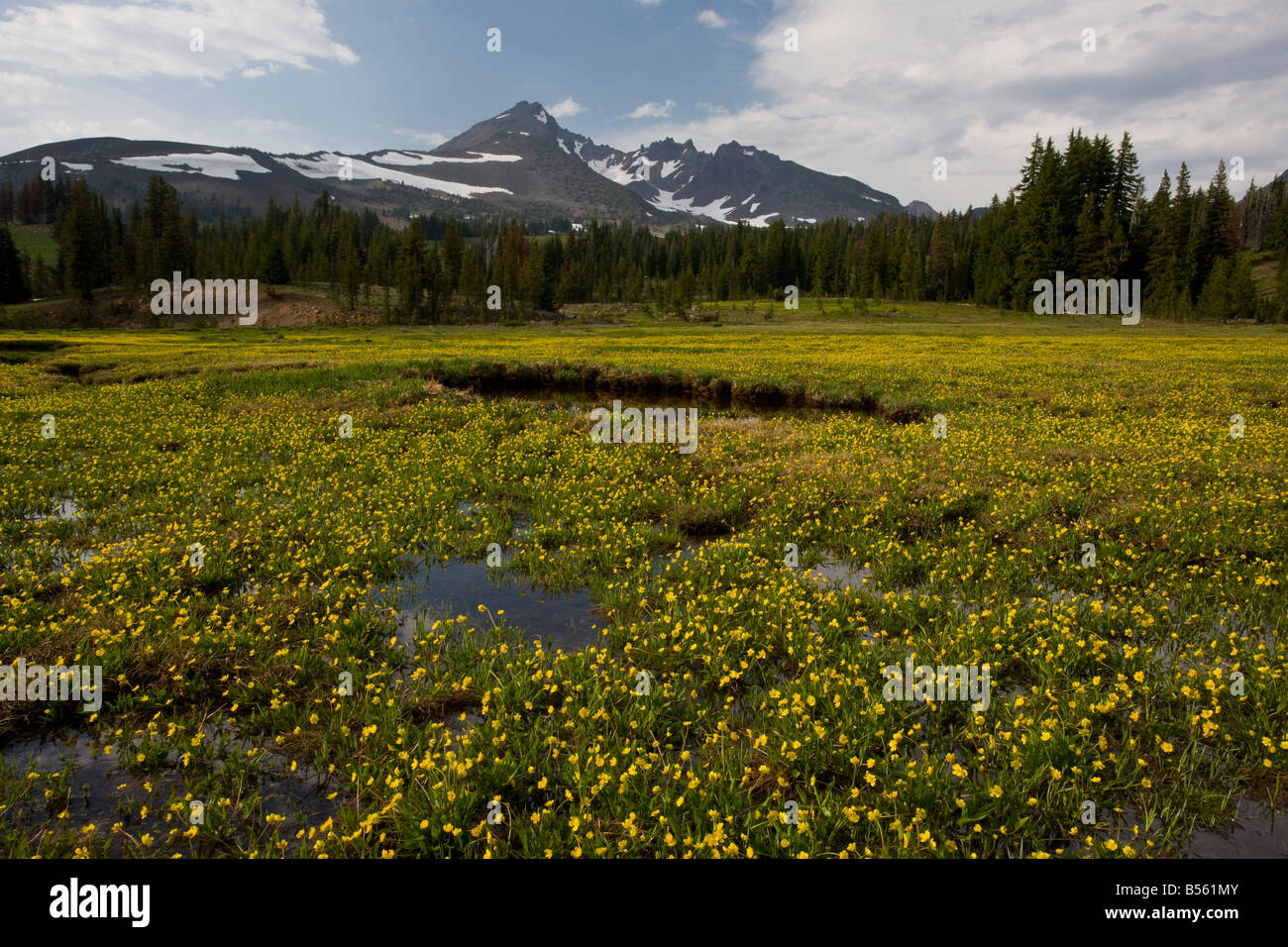 Ranunculus gormanii hires stock photography and images Alamy