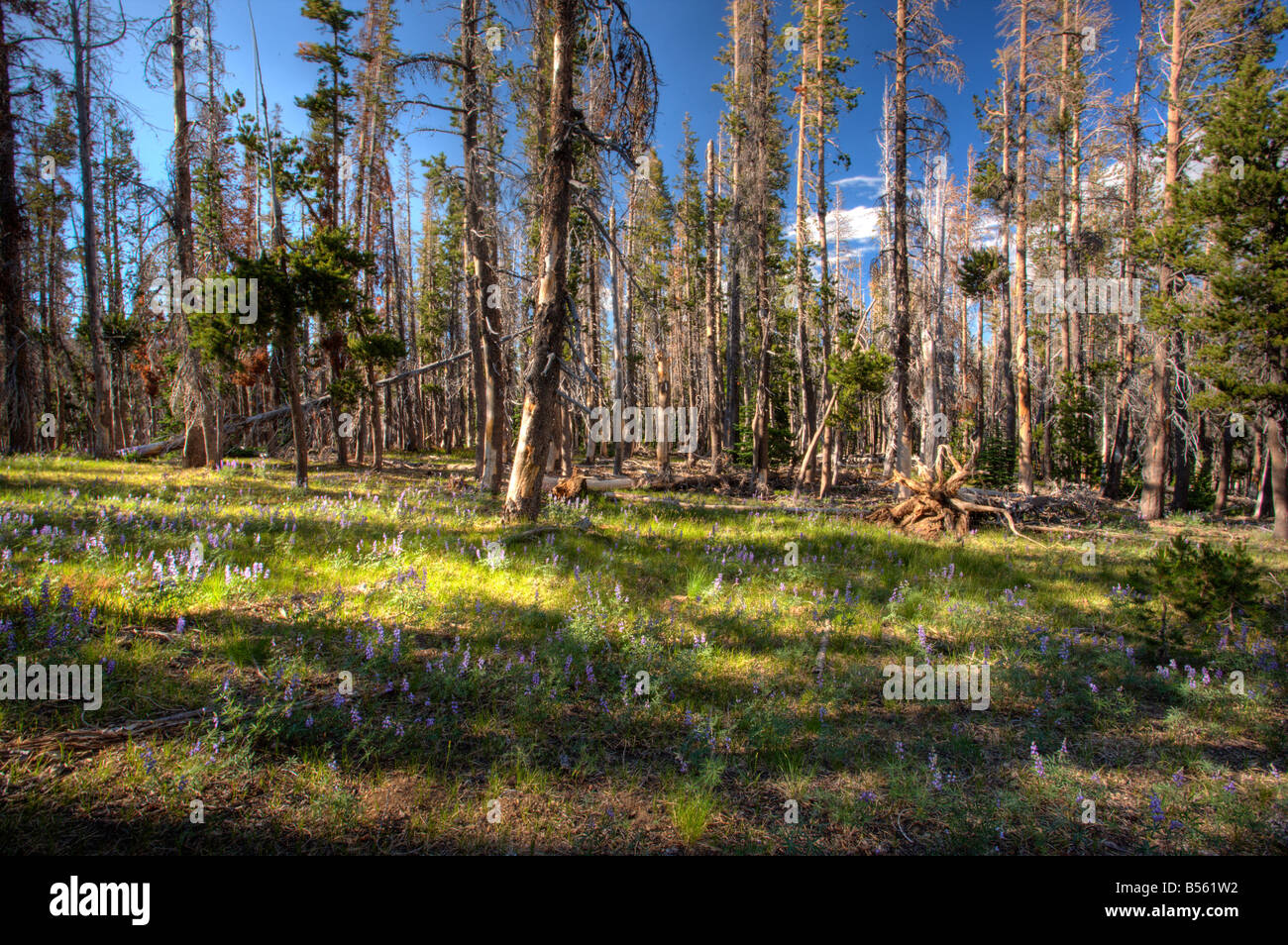 Broadleaf lupin Lupinus latifolius in pine forest near Sisters Cascade ...