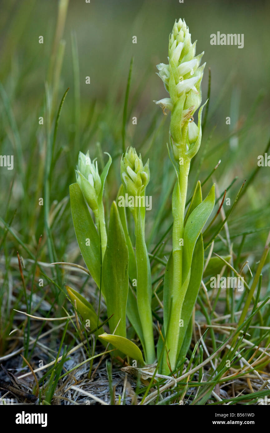 Irish Lady's tresses Spiranthes romanzoffiana extremely rare orchid in western British Isles Stock Photo