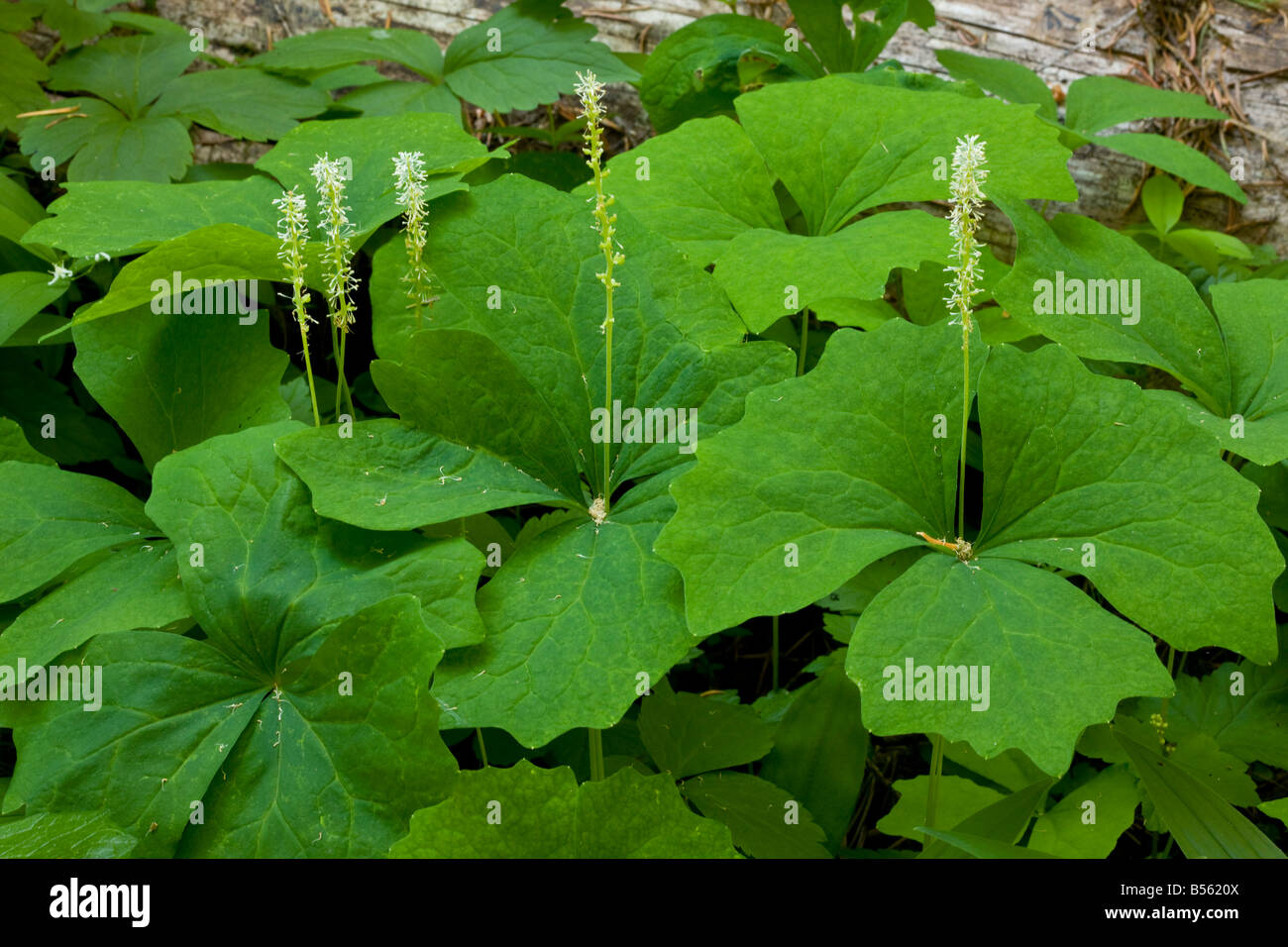 Vanilla Leaf Achlys triphylla dried leaves smell of vanilla Oregon