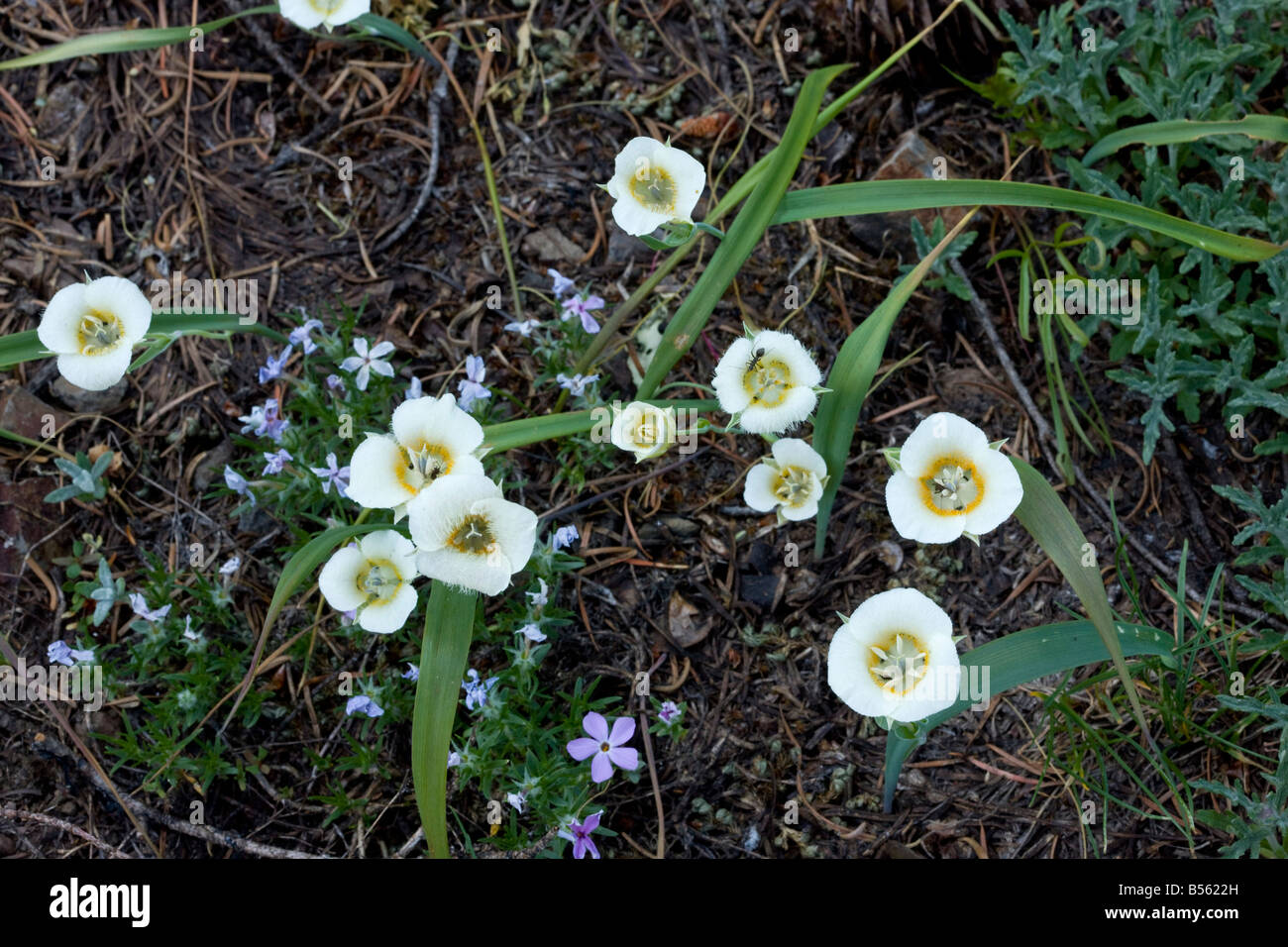 Subalpine Mariposa Lily or Mountain Cat s Ear Calochortus subalpinus Cone Peak Cascades Oregon Stock Photo