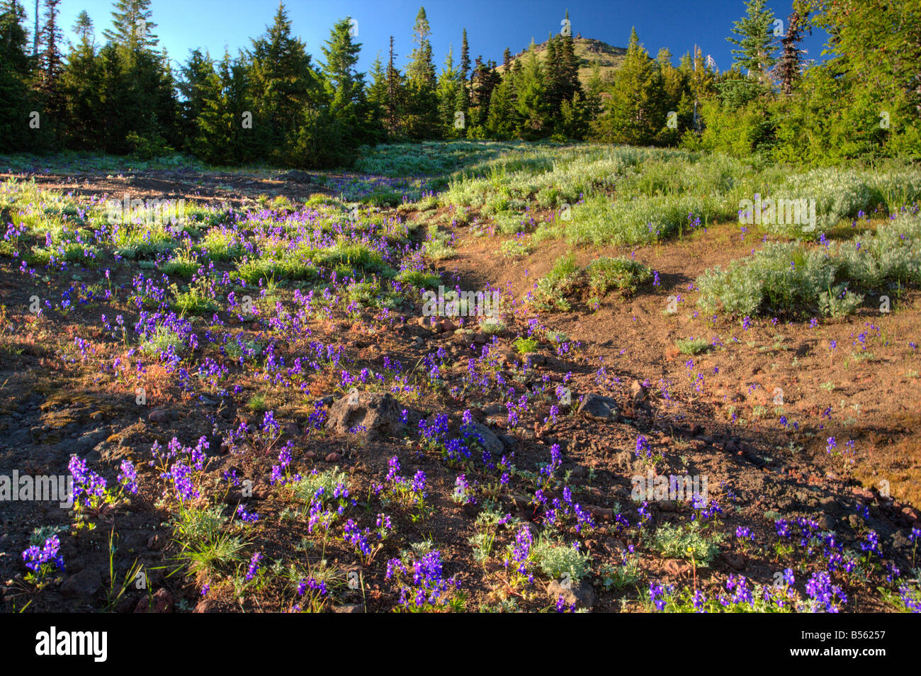 Menzies Larkspur Delphinium menziesii Cone Peak Cascade Mounts Oregon Stock Photo