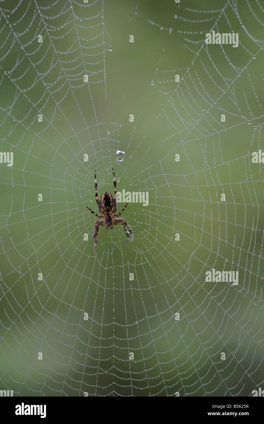 Garden spider Araneus diadematus resting in its web Stock Photo - Alamy
