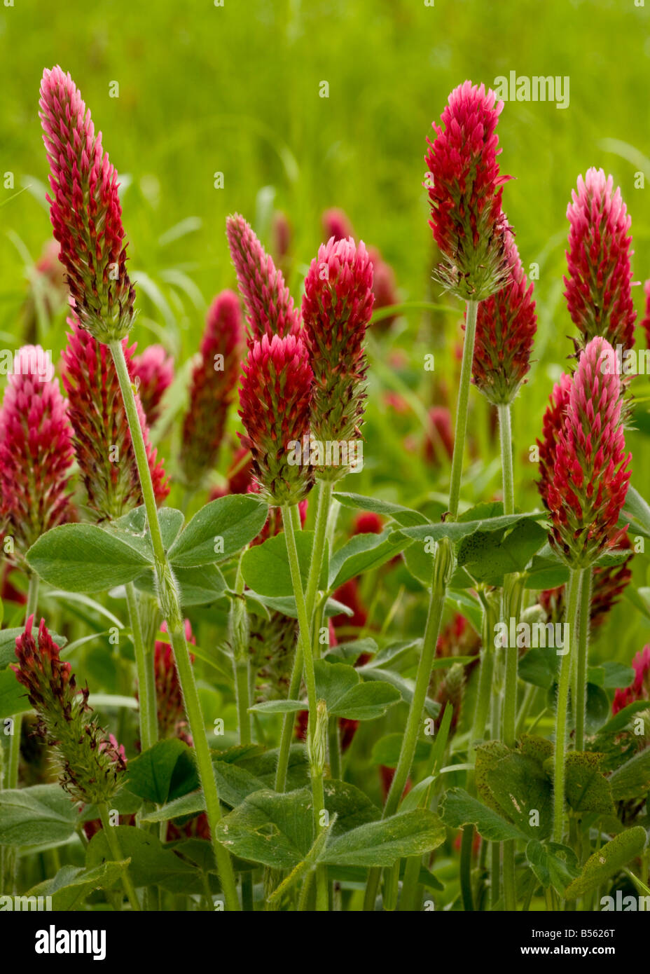 Crimson Clover Trifolium incarnatum ssp incarnatum planted as a fodder crop France Stock Photo