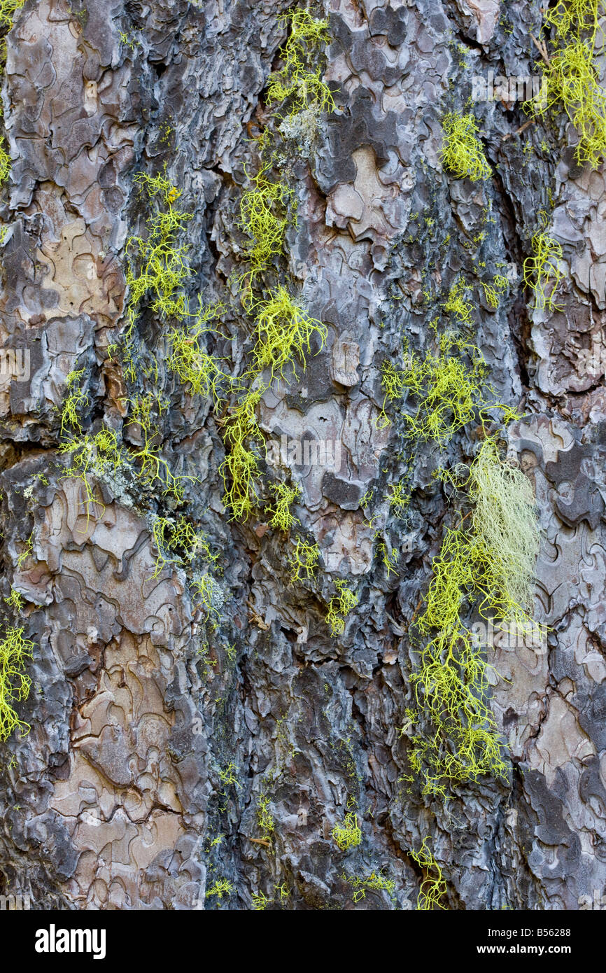 Bark of Ponderosa Pine Pinus ponderosa with Wolf Lichen Oregon Stock ...