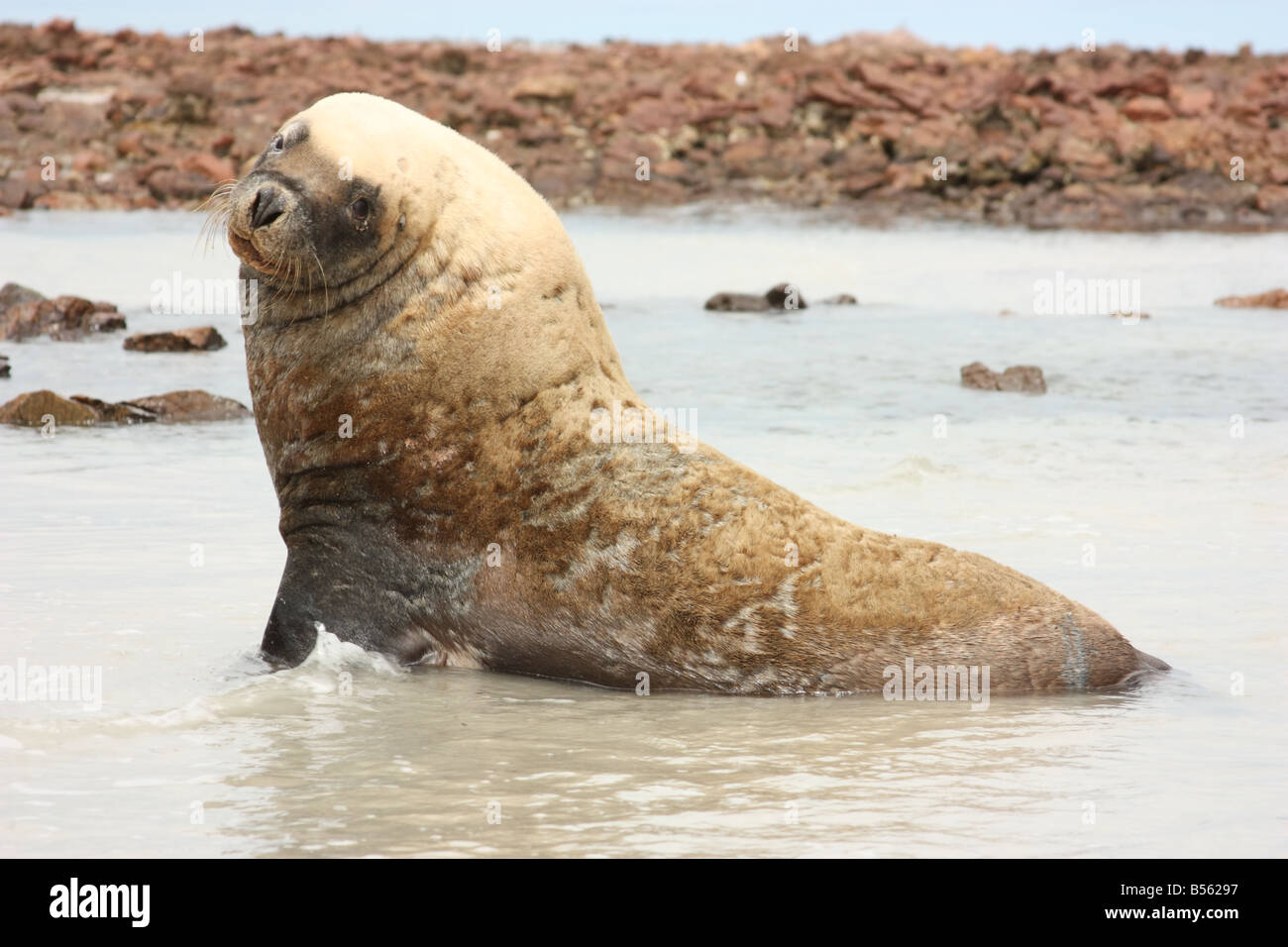 a seal on the beach in th upper spencer gulf high resolution photography Stock Photo