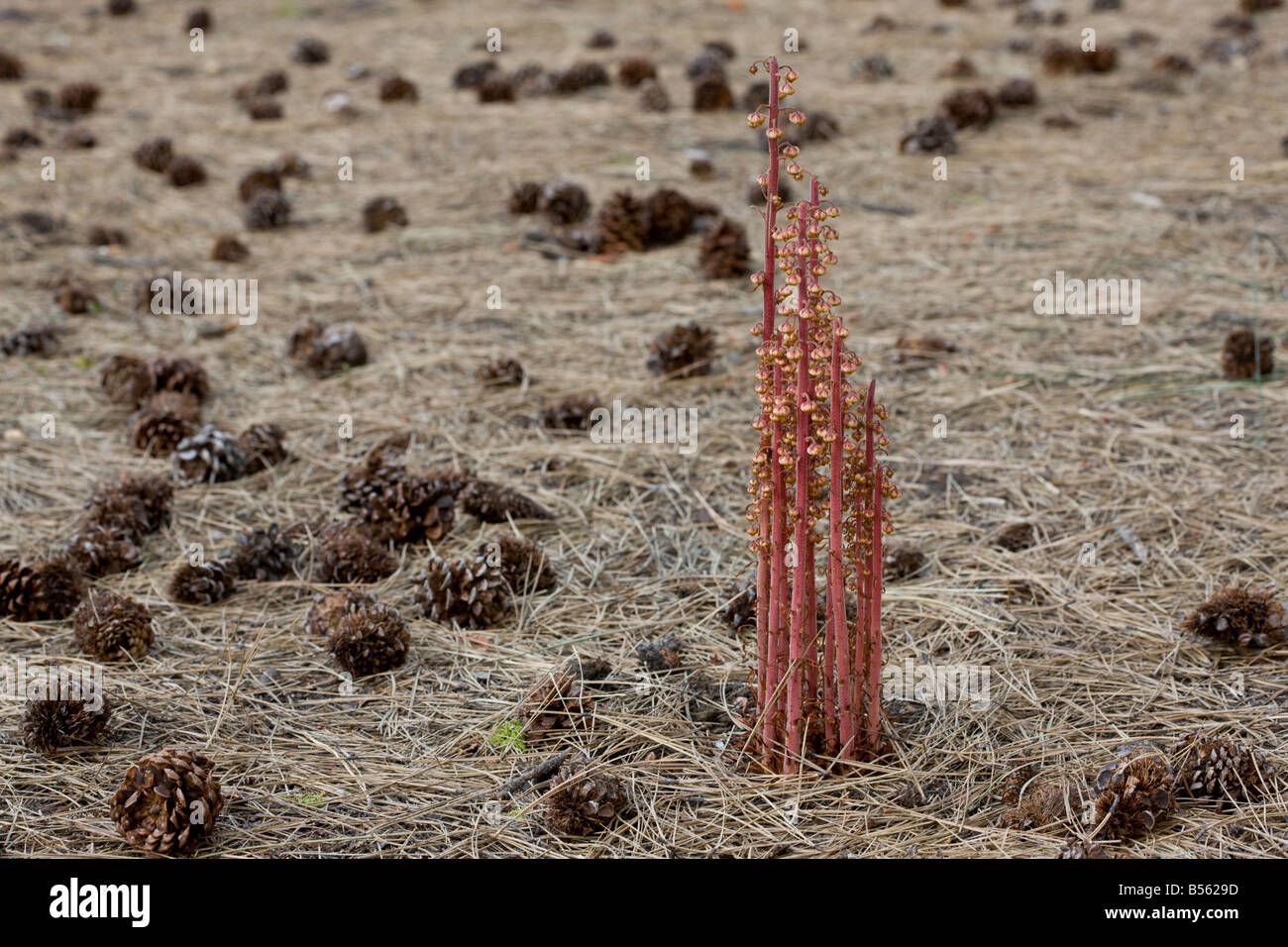 Pinedrops Pterospora andromedea a saprophyte or myco heterotrophs found in pine woodlands Oregon Stock Photo