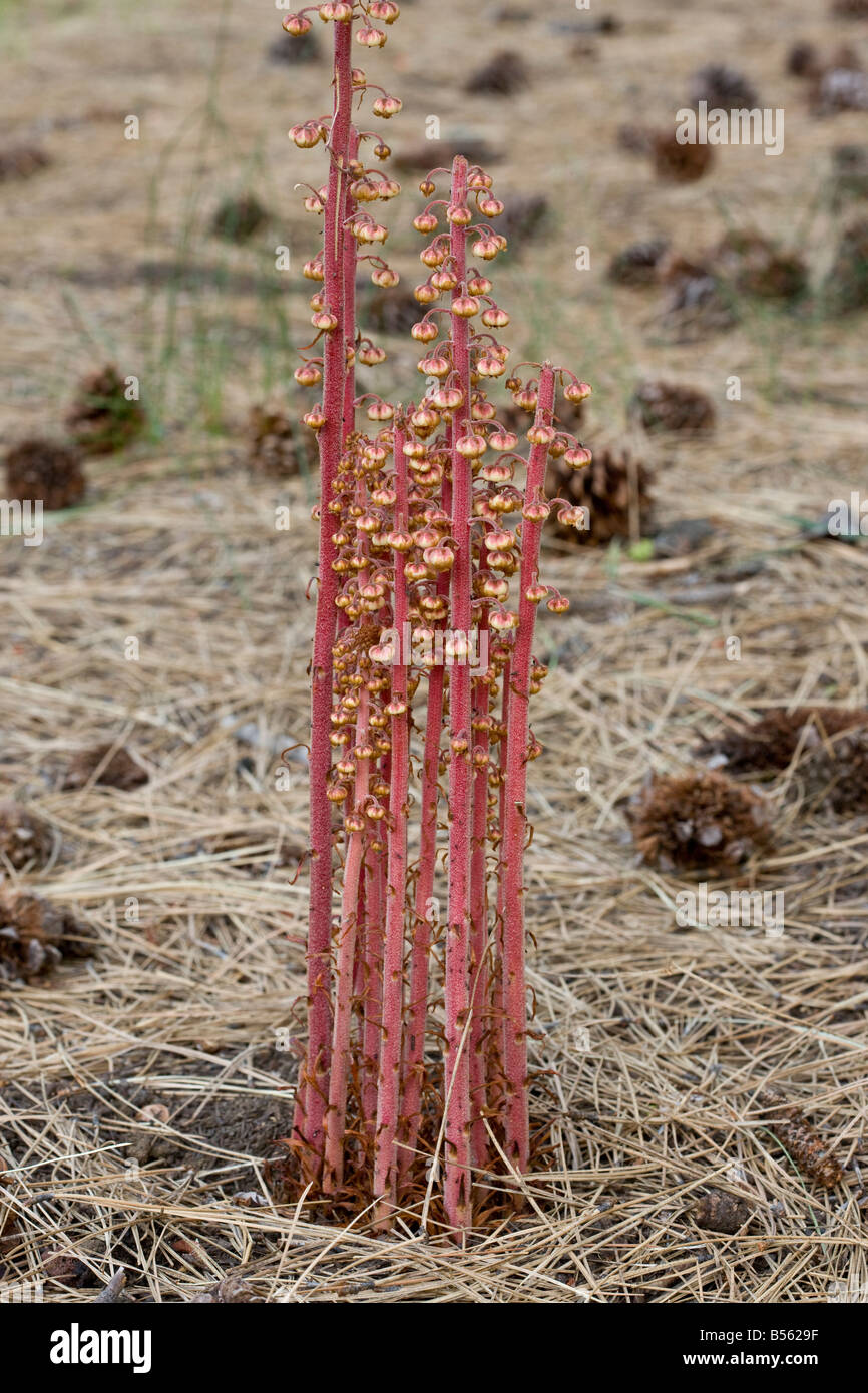 Pinedrops Pterospora andromedea a saprophyte or myco heterotrophs found in pine woodlands Oregon Stock Photo
