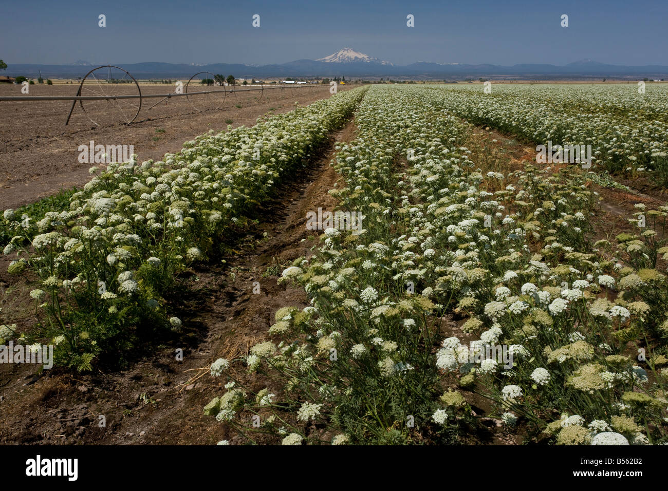 Carrots Daucus carota being grown as a seed crop with Mt Jefferson beyond Oregon Stock Photo