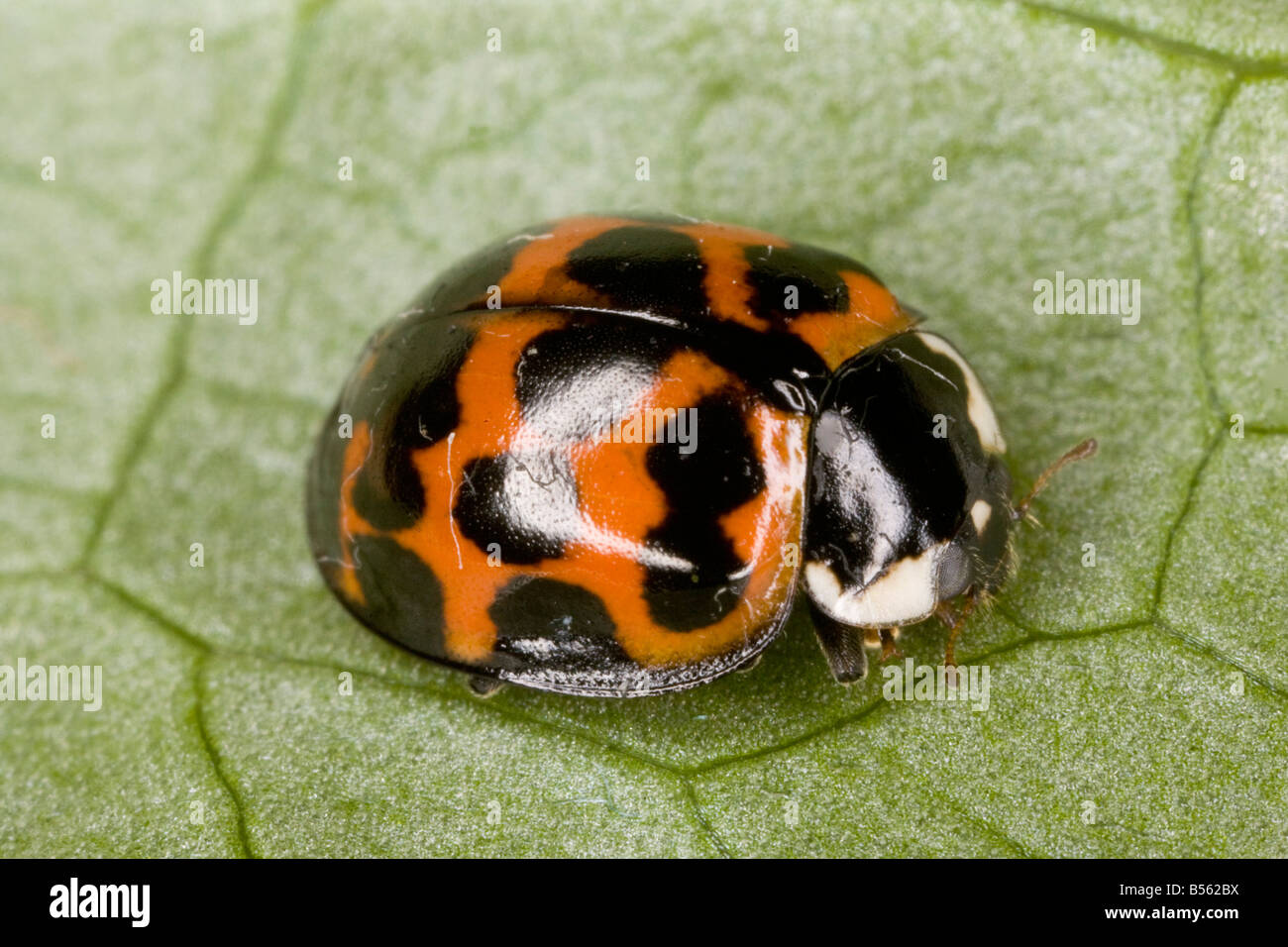 Harlequin Ladybird (Harmonia axyridis) close-up. Introduced invasive species originally from East Asia Stock Photo