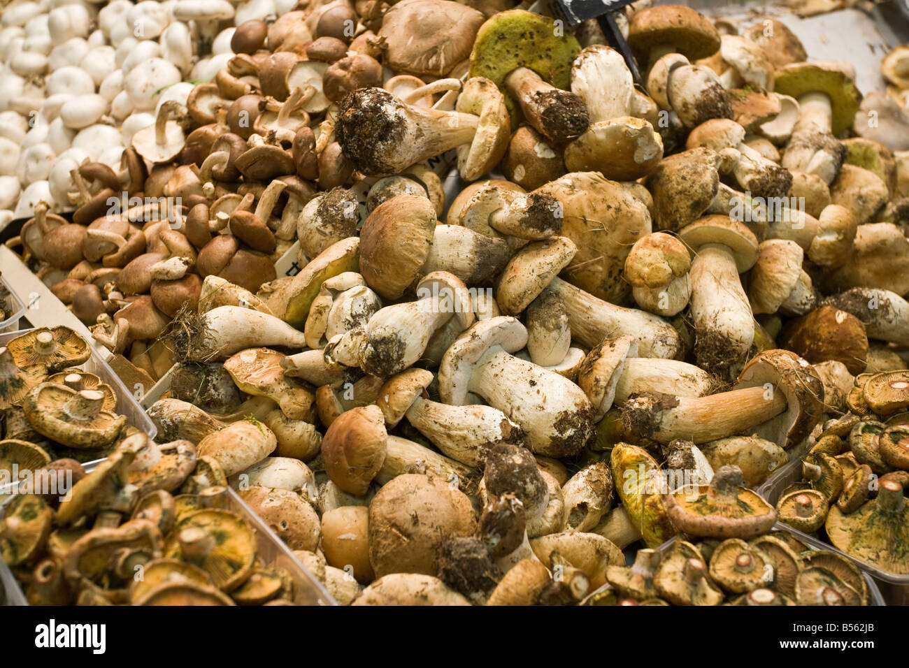 mushrooms oyster Stock Photo