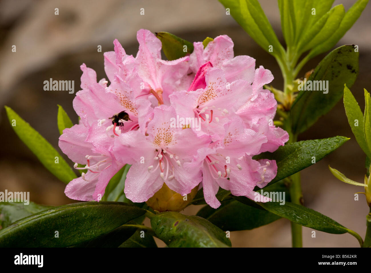 Pacific Rhododendron Rhododendron macrophyllum in flower Mount Hood