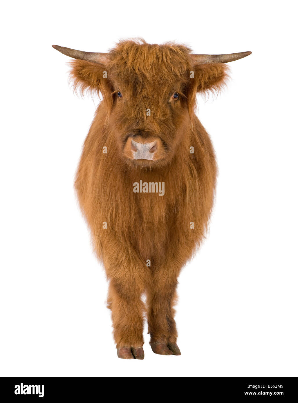 young Highland Cow in front of a white background Stock Photo