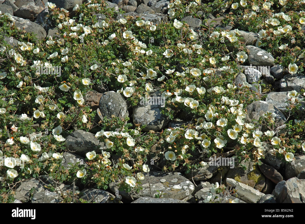 Burnet rose hi-res stock photography and images - Alamy