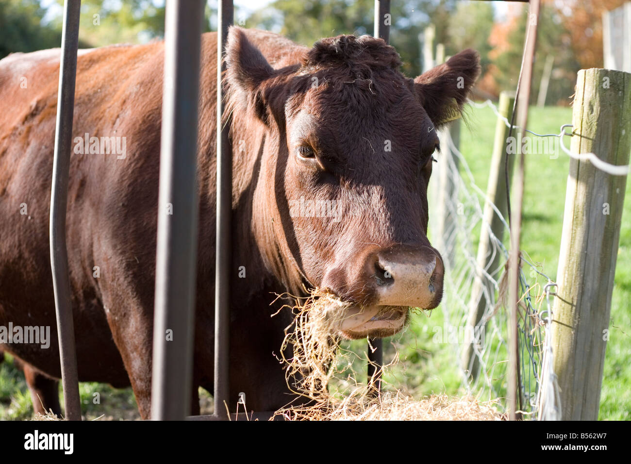 A cow feeding Stock Photo Alamy