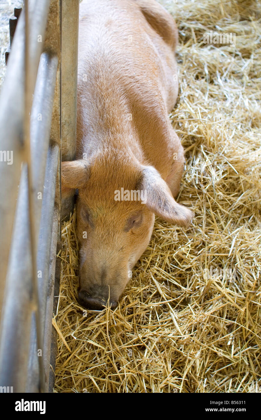 A pig in a sty Stock Photo