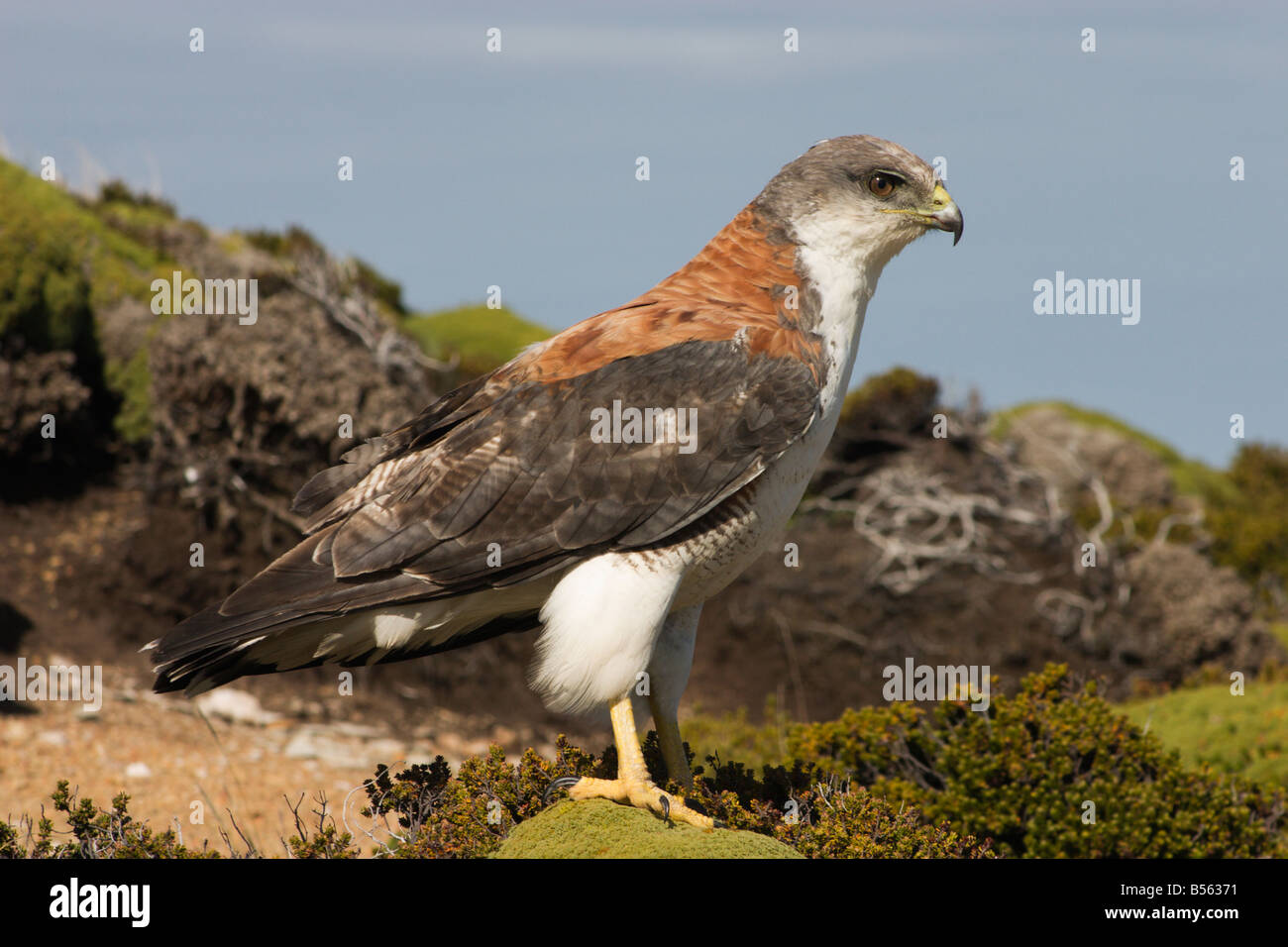 Redbacked Buzzard (female Stock Photo Alamy