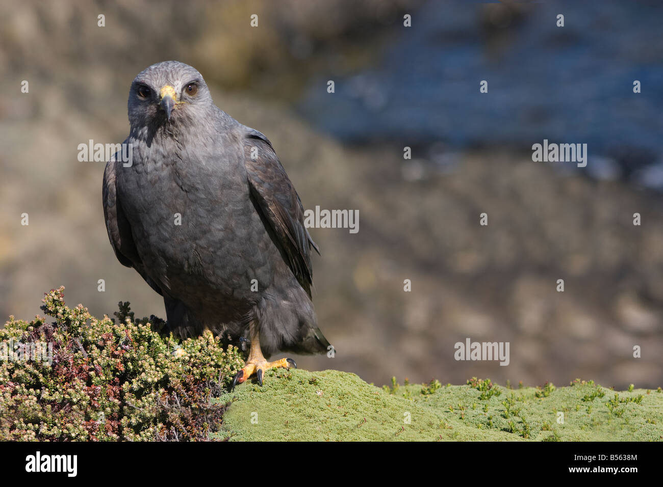 Red-backed Buzzard (male) Stock Photo