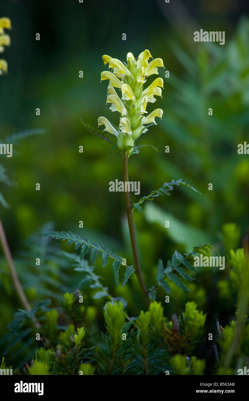 Bracted lousewort Pedicularis bracteosa Mount Rainier Cascade Mountains Washington Stock Photo