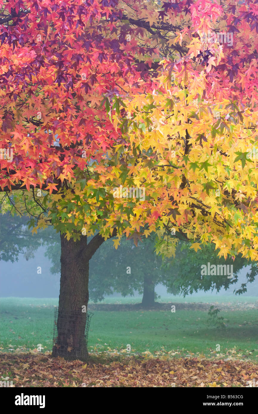 Trees purple london hires stock photography and images Alamy