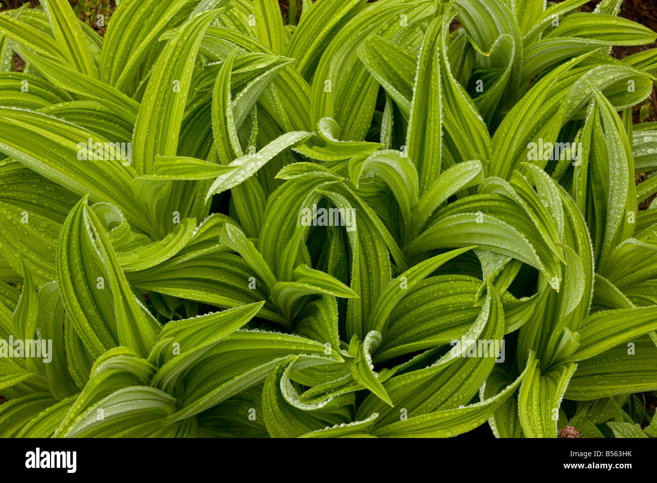 Green False Hellebore Veratrum viride after rain on Mount Rainier Cascade Mountains Washington Stock Photo