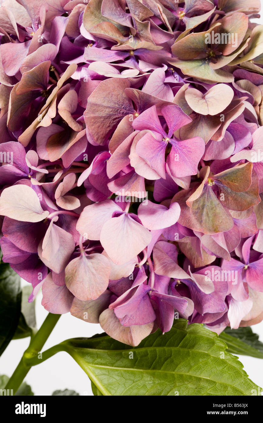 Hydrangea flower Stock Photo