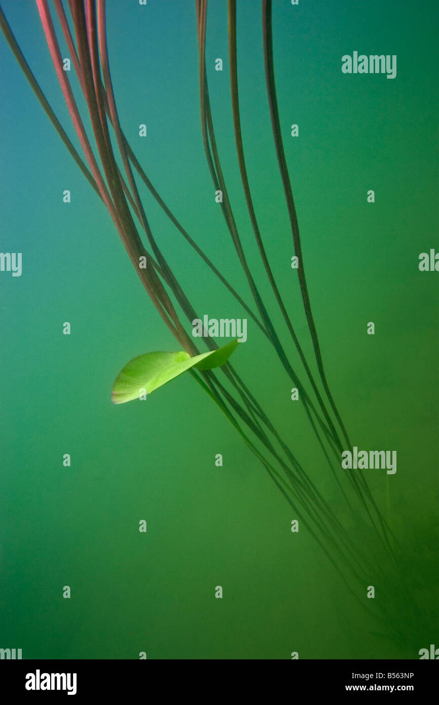 A young leaf and yellow water lilly stems (Nuphar lutea), in a Jura lake (France). Jeune feuille et tiges de nénuphar jaune. Stock Photo