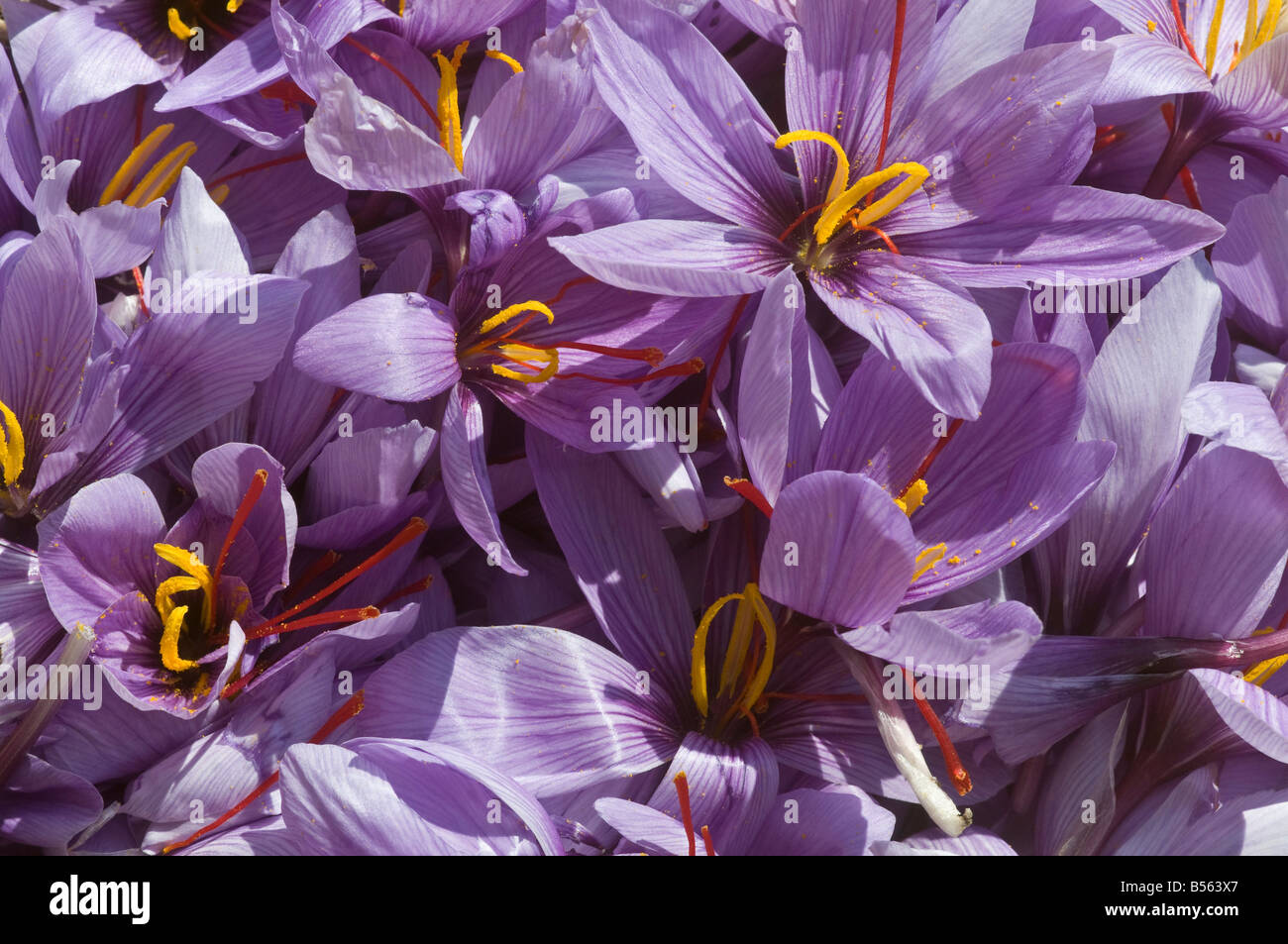 Picked Crocus sativus flowers each showing the three valuable Saffron stamens - sud-Touraine, France. Stock Photo