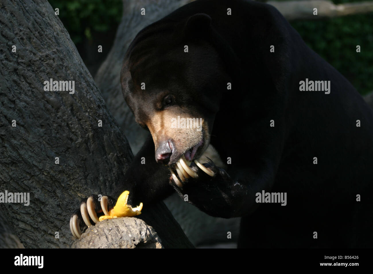 Hungry Sun Bear Stock Photo