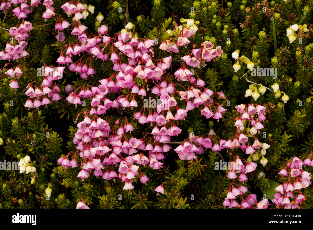 Red heather Phyllodoce empetriformis in high tundra in the mist on Mount Rainier Cascade Mountains Washington Stock Photo