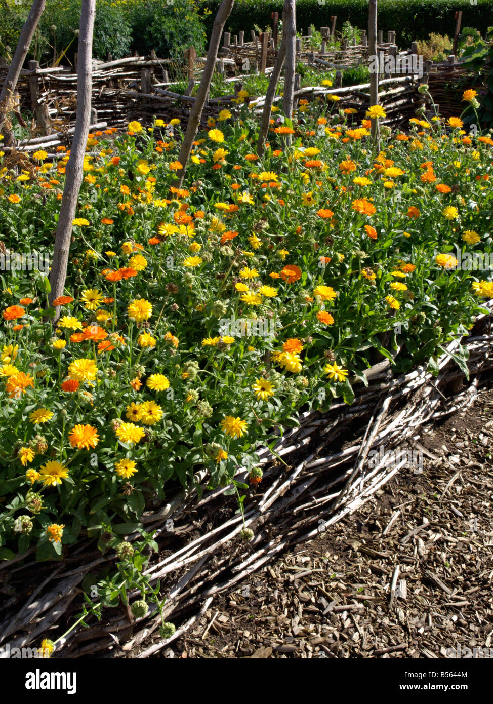 Pot marigold (Calendula officinalis) Stock Photo