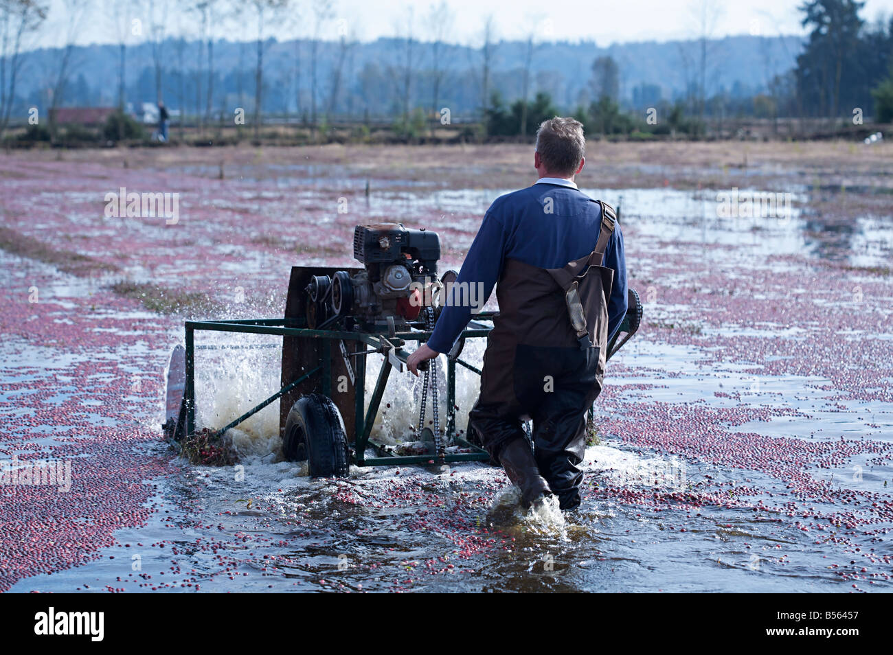 Farmer harvesting cranberry in the fall season, Fort Langley, British