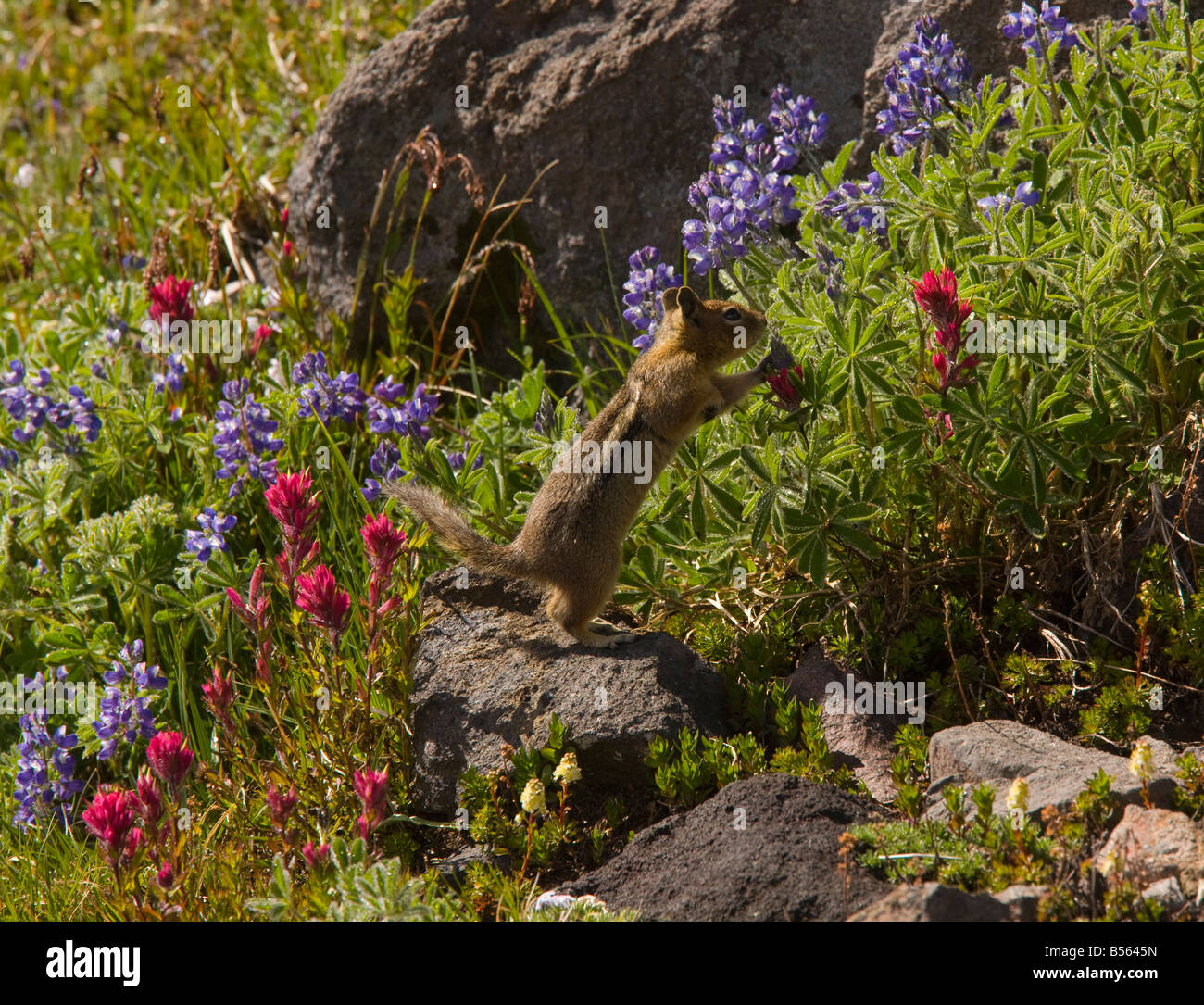 Golden mantled Ground Squirrel Spermophilus lateralis feeding among lupines and Magenta paintbrushes on Mount Rainier Stock Photo