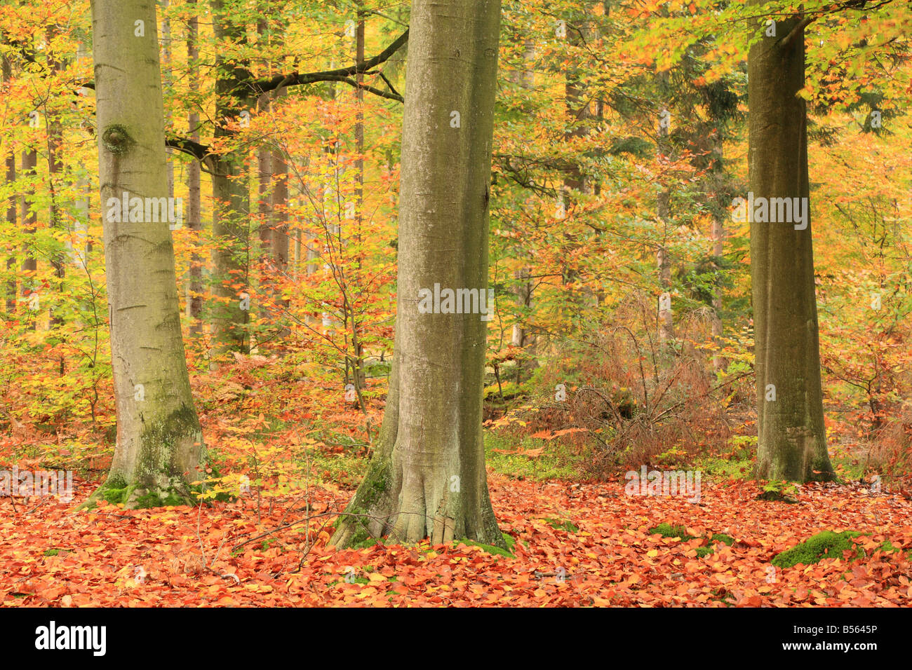 Beech forest in autumn Fagus sylvatica Stock Photo - Alamy