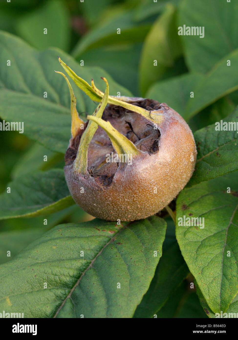 Medlar (Mespilus germanica) Stock Photo