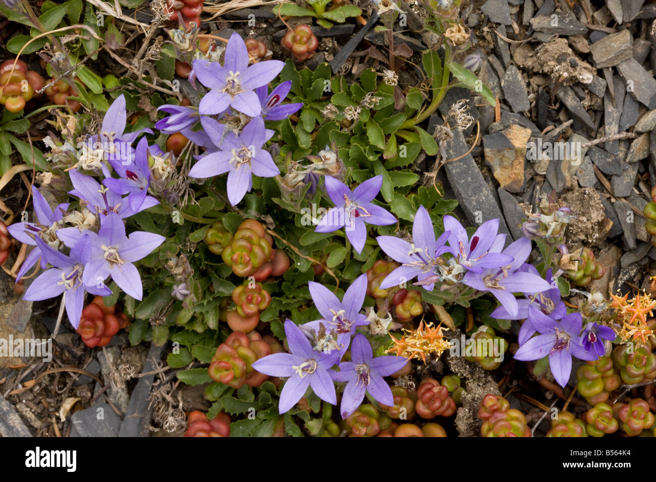 Piper s Bellflower or Olympic Bellflower Campanula piperi on Hurricane Ridge Olympic National Park Washington Stock Photo