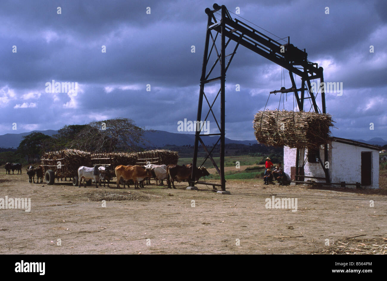 Sugar cane, one of the main crops in Cuba, is harvested using oxen in