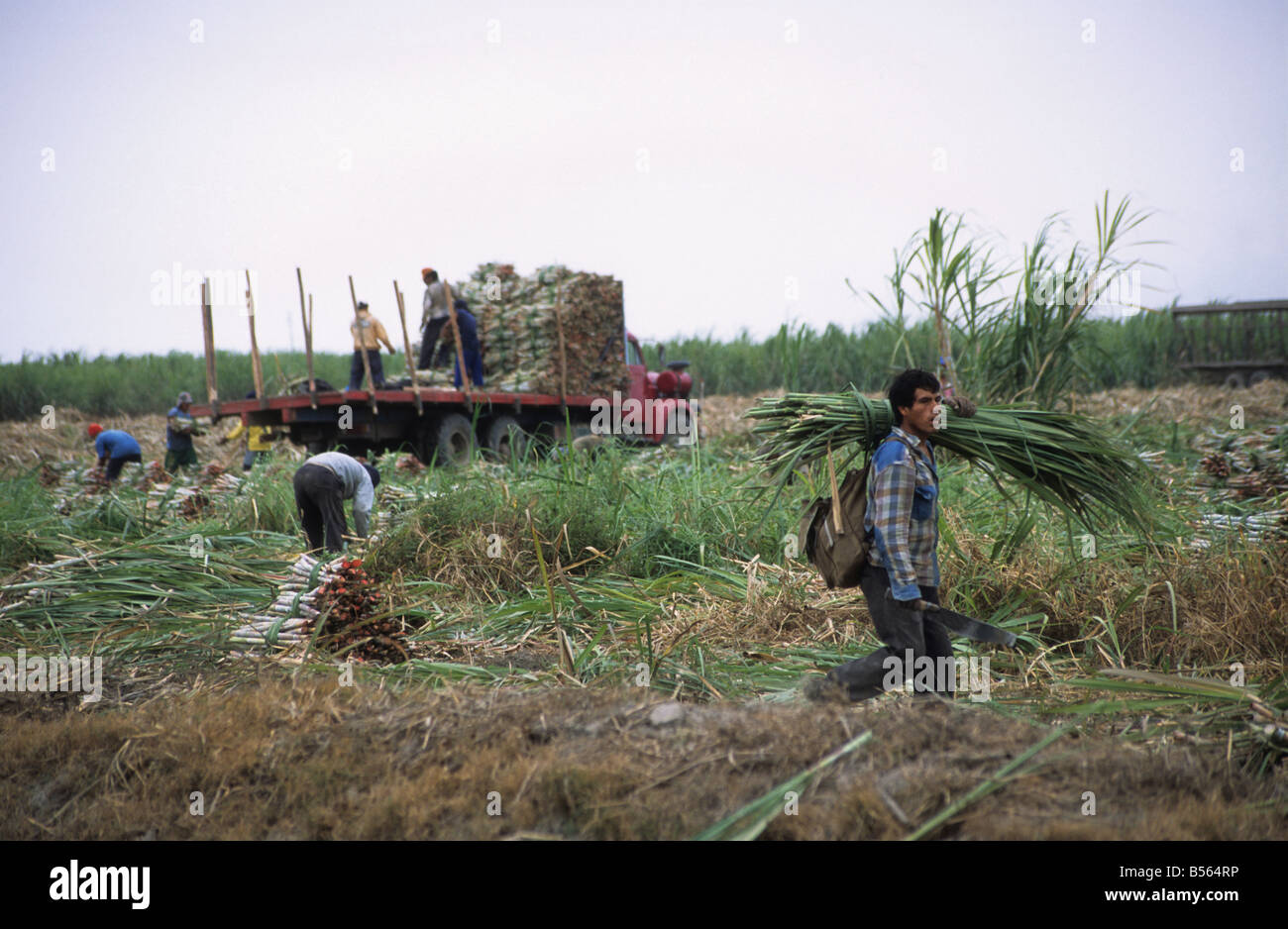 Workers harvesting sugar cane by hand , northern Peru Stock Photo