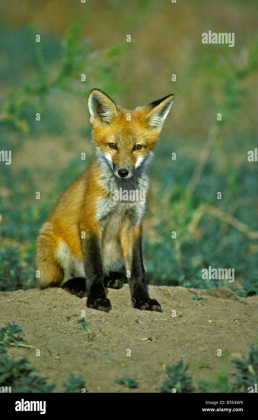 A young Red Fox (Vulpes vulpes) near his den is curious of the photographer taking his picture. Colorado US Stock Photo
