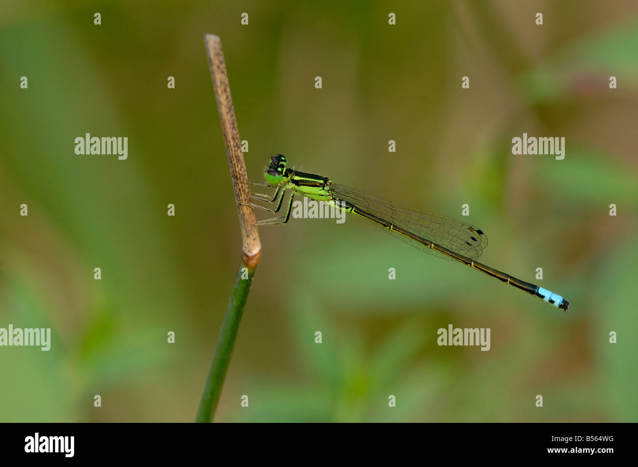 Carnivorous damselfly hi-res stock photography and images - Alamy